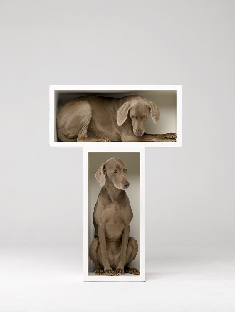 Wegman photo