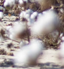 - Students from TT476 traveled down to Red Springs, NC to visit a cotton farm and gin, a tour arranged by Cotton Incorporated. - Students from TT476 traveled down to Red Springs, NC to visit a cotton farm and gin, a tour arranged by Cotton Incorporated.
