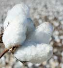 - Textile Development and Marketing - An Upland Cotton boll, the only species of cotton planted by Cotton Incorporated farmers. - Textile Development and Marketing - An Upland Cotton boll, the only species of cotton planted by Cotton Incorporated farmers.