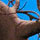 Seal Jang - Computer Animation and Interactive Media 
