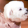 Irene Liu - Pet Product Design and Marketing Irene Liu - Pet Product Design and Marketing