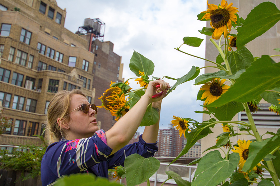 students harvesting flowers in the dye garden