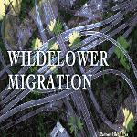 Wildflower Migration
