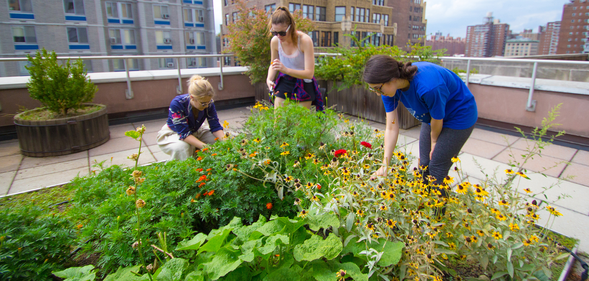 FIT dye garden with students tending the flowers