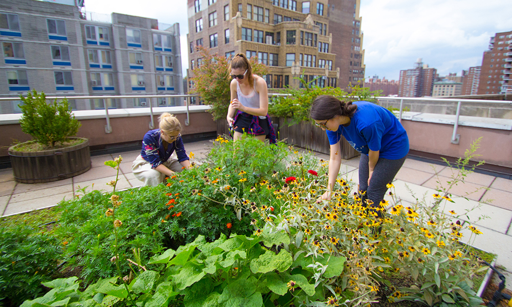 natural dye garden