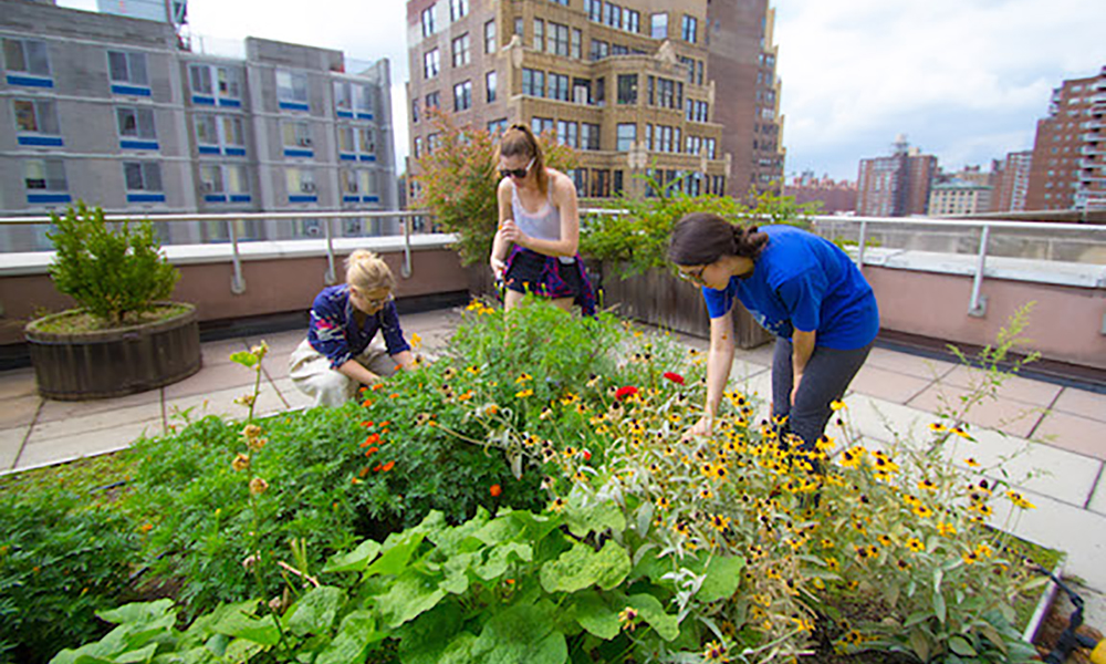 natural dye garden