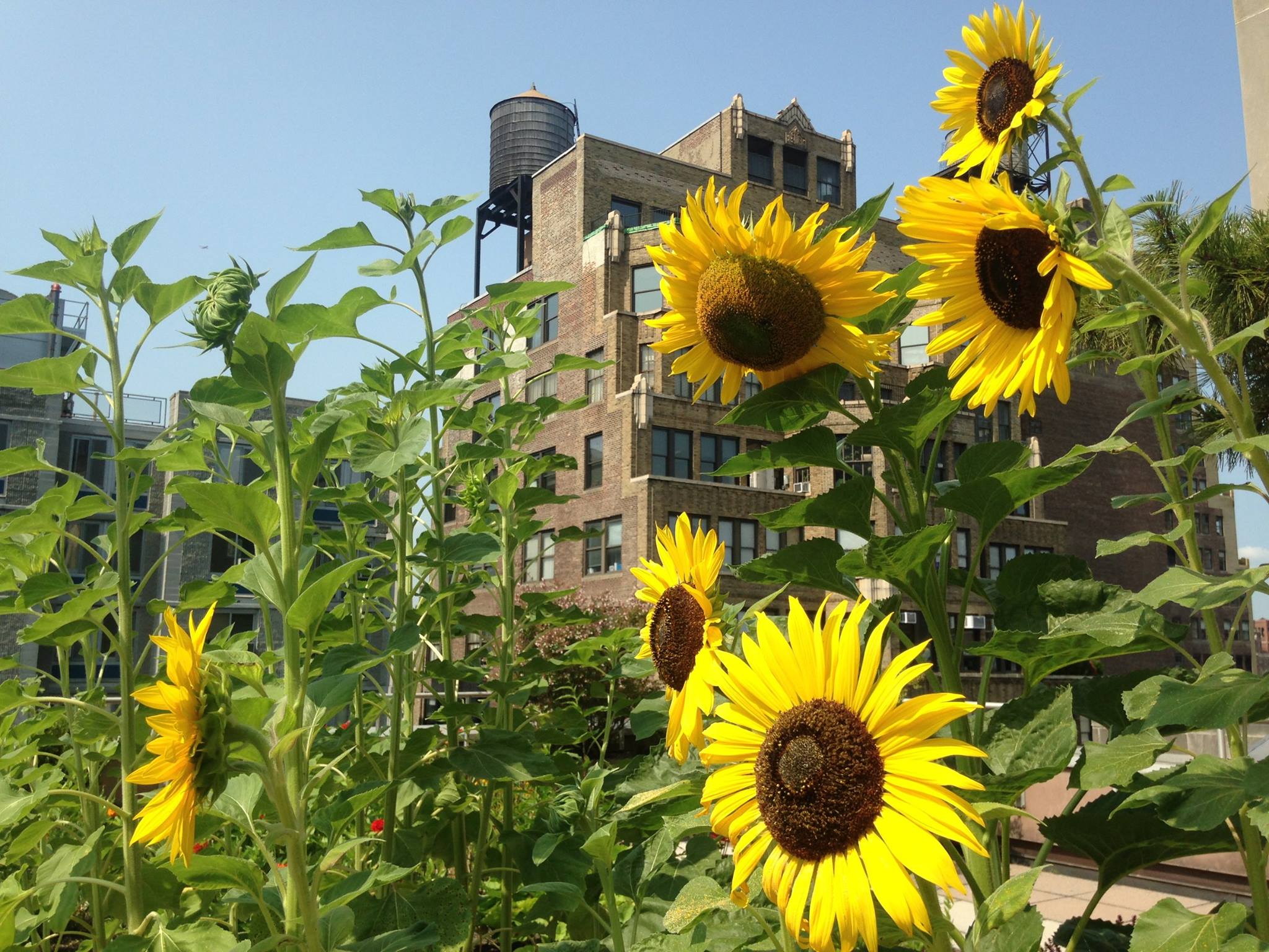 sunflowers in the dye garden