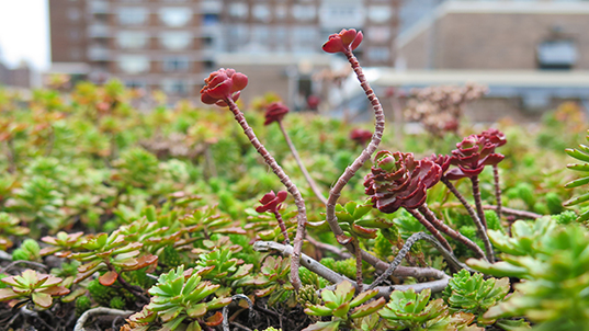 sustainable green roofs at FIT