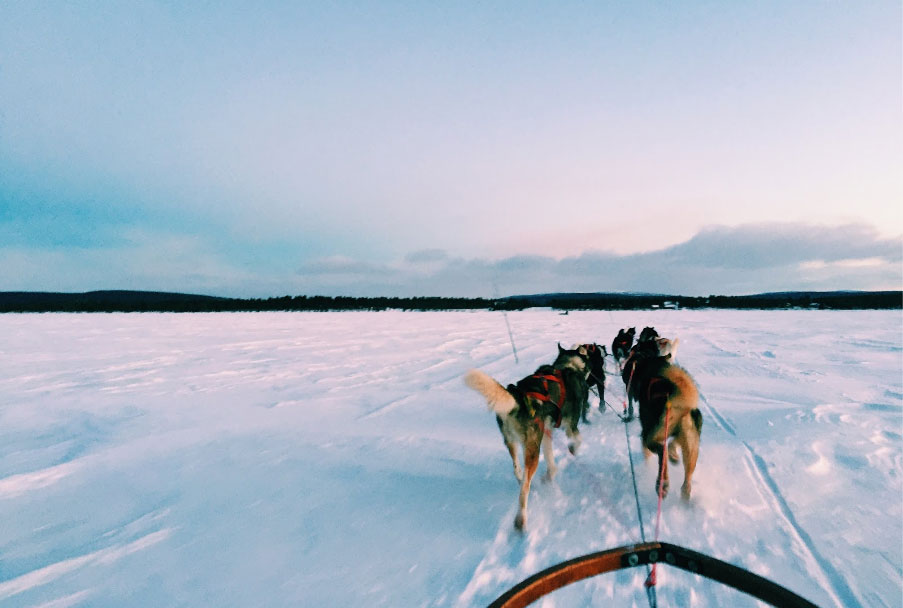 dogs pulling a sled across a flat snowy field