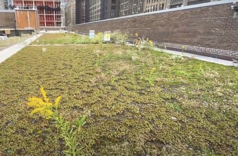 Image of the Green Roof at FIT