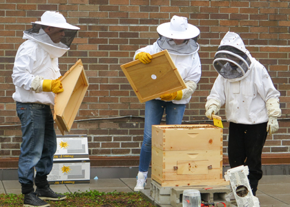 three people adjusting bee hives