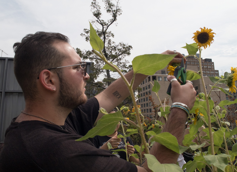student clipping sunflower from stalk
